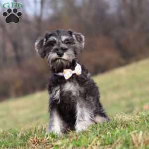 Poppy, Miniature Schnauzer Puppy