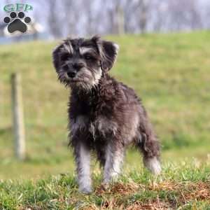 Poppy, Miniature Schnauzer Puppy