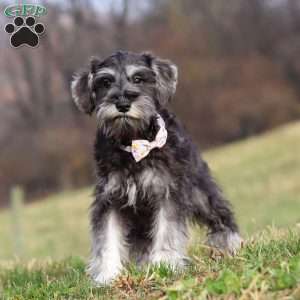Poppy, Miniature Schnauzer Puppy