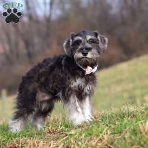 Poppy, Miniature Schnauzer Puppy