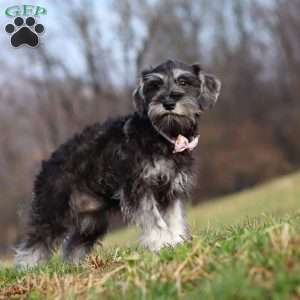 Poppy, Miniature Schnauzer Puppy