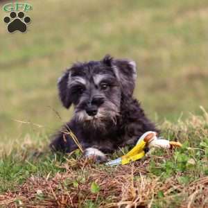 Poppy, Miniature Schnauzer Puppy