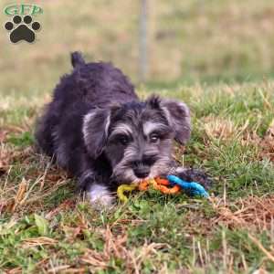 Poppy, Miniature Schnauzer Puppy