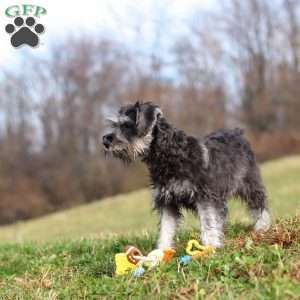 Poppy, Miniature Schnauzer Puppy