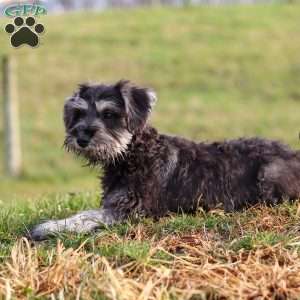 Poppy, Miniature Schnauzer Puppy