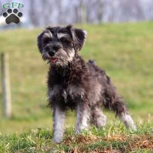 Poppy, Miniature Schnauzer Puppy