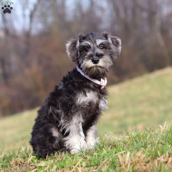Poppy, Miniature Schnauzer Puppy