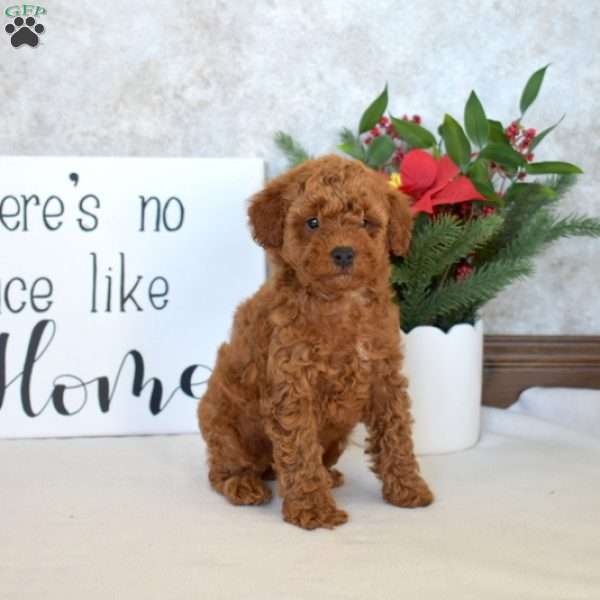Pretzel, Miniature Poodle Puppy