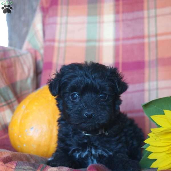 Prince, Yorkie Poo Puppy