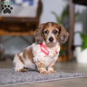 Princess, Dachshund Puppy