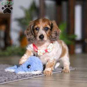 Princess, Dachshund Puppy