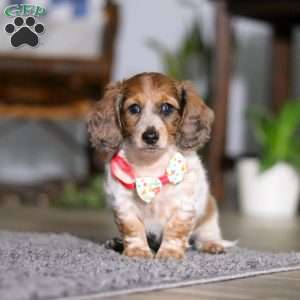 Princess, Dachshund Puppy