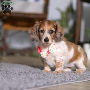 Princess, Dachshund Puppy