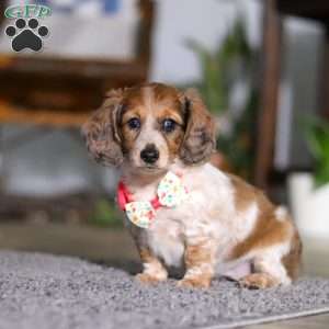 Princess, Dachshund Puppy