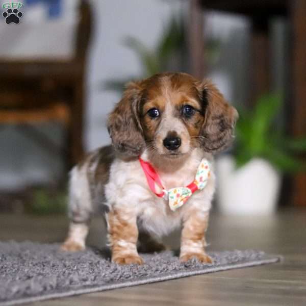 Princess, Dachshund Puppy