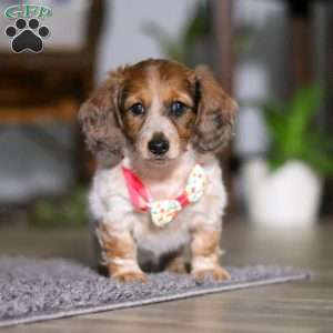 Princess, Dachshund Puppy