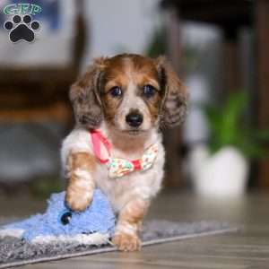 Princess, Dachshund Puppy