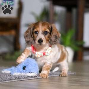 Princess, Dachshund Puppy