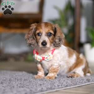 Princess, Dachshund Puppy