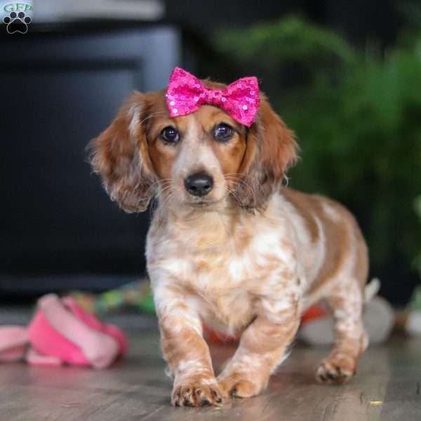 Princess, Dachshund Puppy