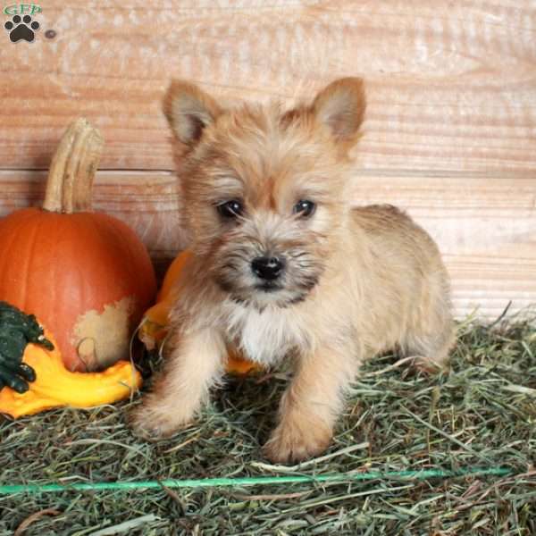Pumpkin, Cairn Terrier Puppy