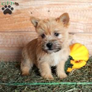 Pumpkin, Cairn Terrier Puppy