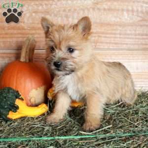 Pumpkin, Cairn Terrier Puppy
