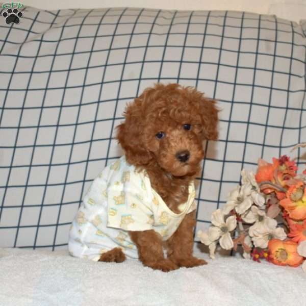 Pumpkin, Toy Poodle Puppy