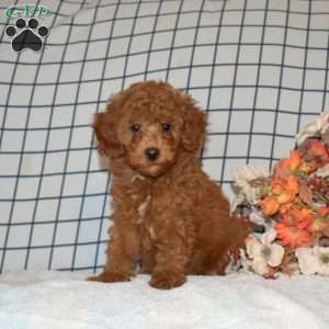 Pumpkin, Toy Poodle Puppy