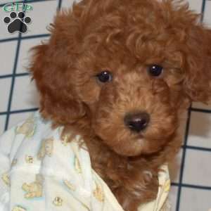 Pumpkin, Toy Poodle Puppy