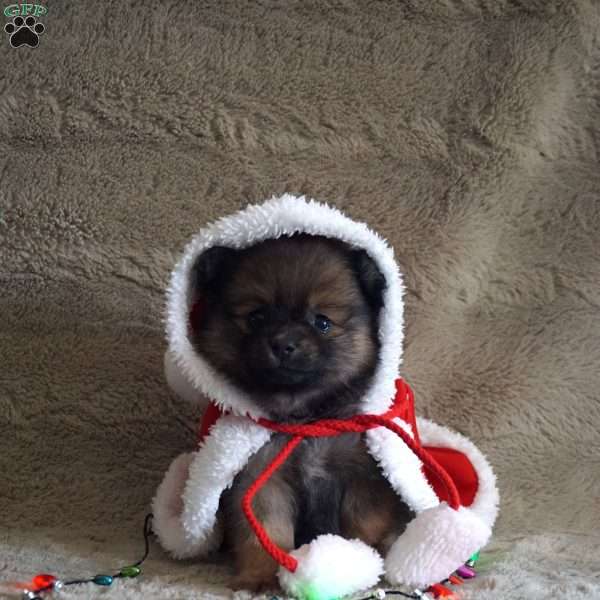 Pumpkin, Pomeranian Puppy