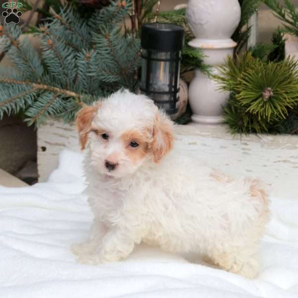 Quest, Bich-Poo Puppy