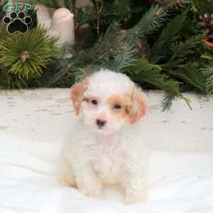 Quest, Bich-Poo Puppy