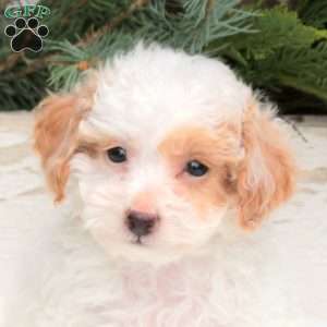 Quest, Bich-Poo Puppy