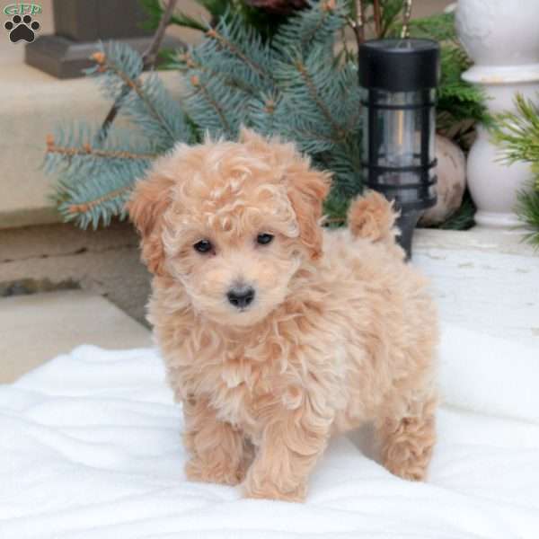 Quinn, Bich-Poo Puppy