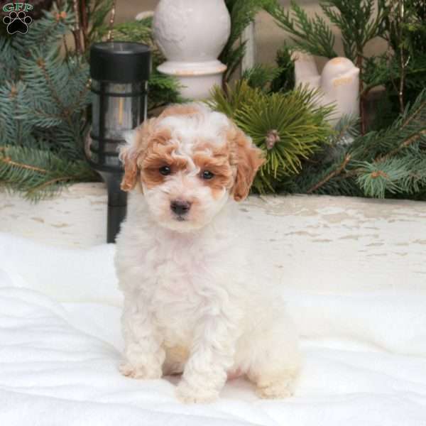 Quip, Bich-Poo Puppy