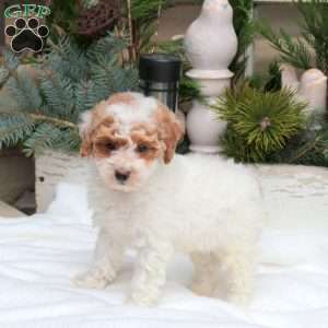 Quip, Bich-Poo Puppy