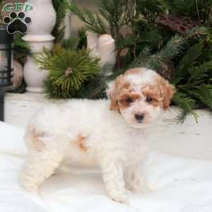 Quip, Bich-Poo Puppy