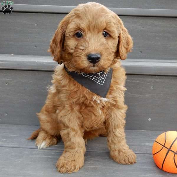 King, Mini Goldendoodle Puppy