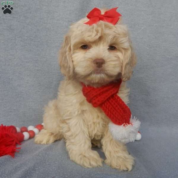 Alice, Cockapoo Puppy