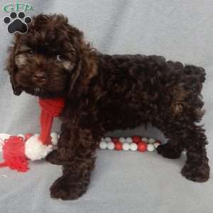 Hershey, Cockapoo Puppy