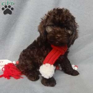 Hershey, Cockapoo Puppy