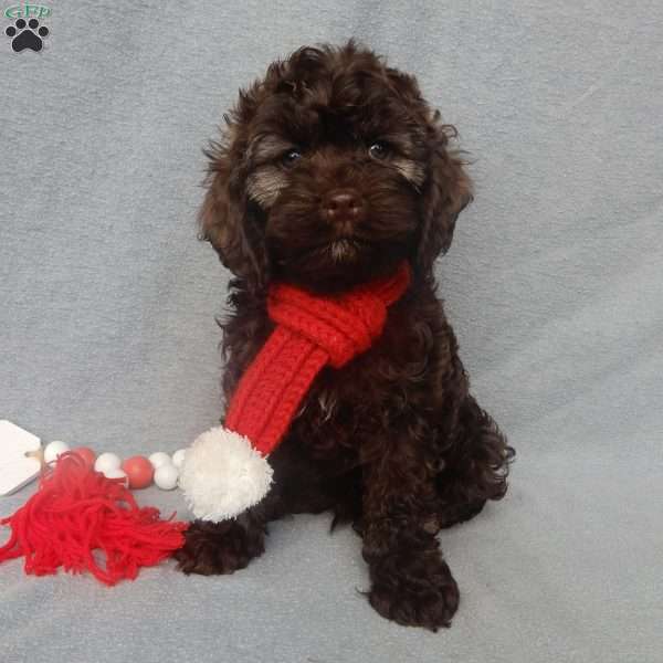 Hershey, Cockapoo Puppy