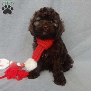 Hershey, Cockapoo Puppy