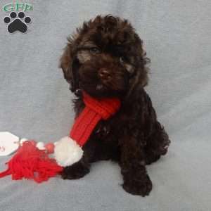 Hershey, Cockapoo Puppy