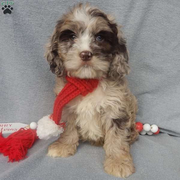 Murphy, Cockapoo Puppy