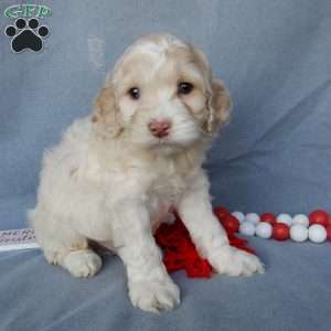 Prince, Cockapoo Puppy