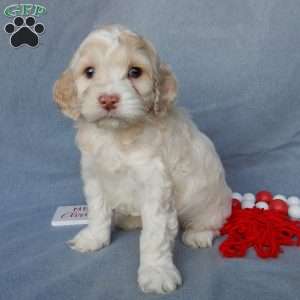 Prince, Cockapoo Puppy