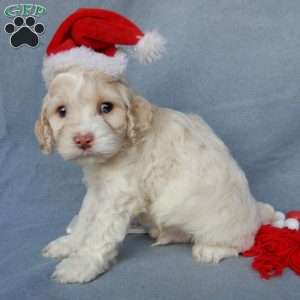 Prince, Cockapoo Puppy