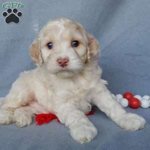 Prince, Cockapoo Puppy